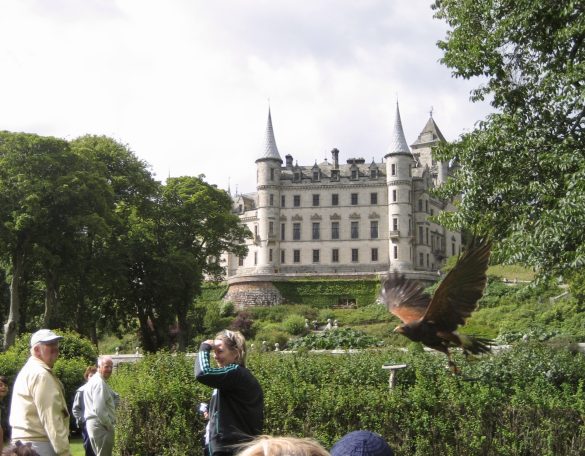 Dunrobin Castle with a bird of prey in flight in the Scottish Highlands