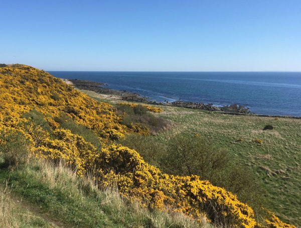 Cadboll cliffs covered in yellow gorse flowers in spring in the Scottish Highlands