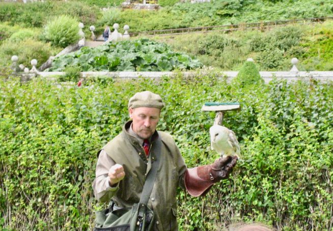Falconer holding a barn owl at Dunrobin Castle in the Scottish Highlands